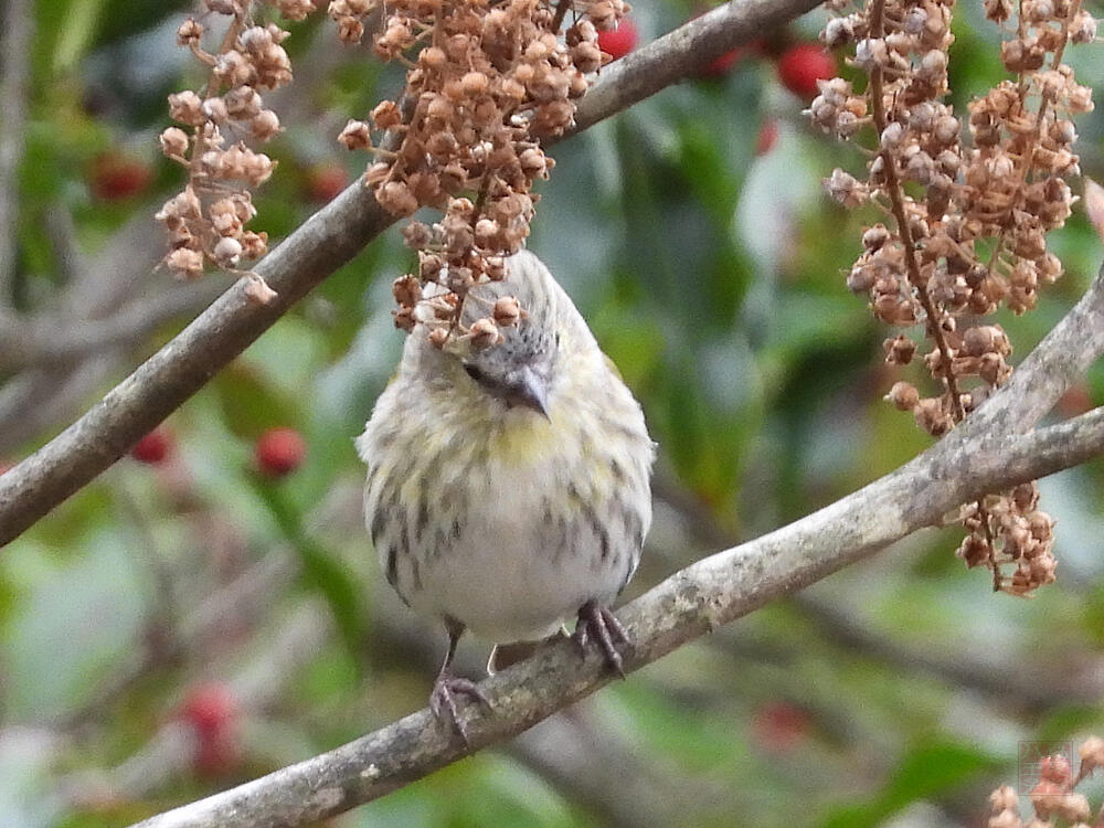 マヒワ♀　富士河口湖町　2023/11/25