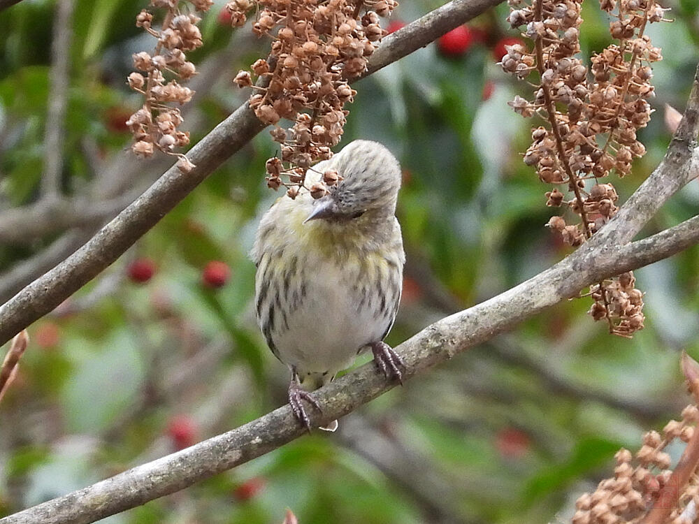 マヒワ♀　富士河口湖町　2023/11/25