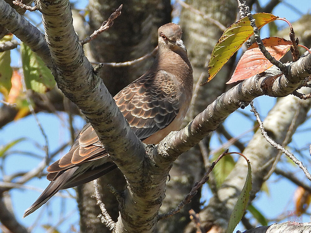 キジバト　若鳥　羽村市　2023/10/07　換羽中だった。