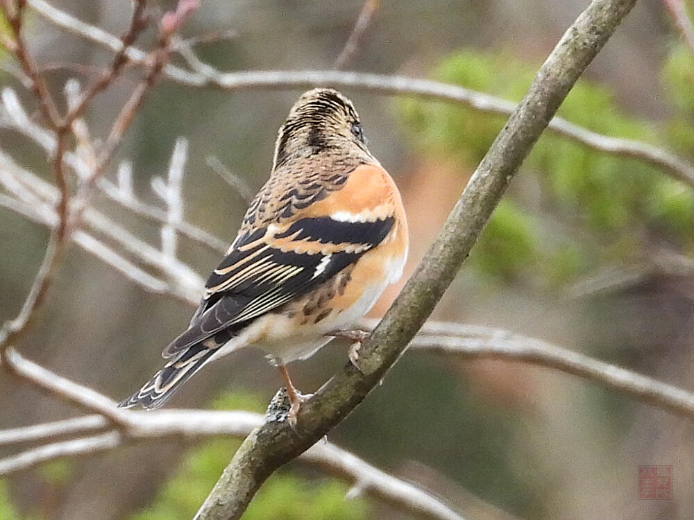 アトリ♂　富士河口湖町　2023/11/25