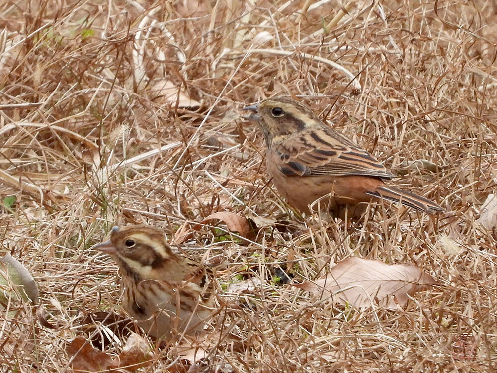 カシラダカ♀とホオジロ♀　富士河口湖町　2023/11/25