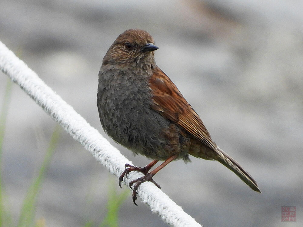 カヤクグリ♂　立山室堂平　2023/08/05　(歌っていたので多分♂)