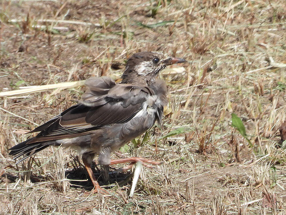 ムクドリ　若鳥　羽村市　2023/10/07　換羽中で羽色が入り混じっていた。