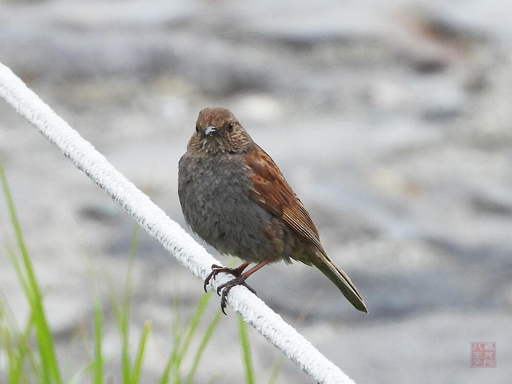 カヤクグリ♂　立山室堂平　2023/08/05　(歌っていたので多分♂)