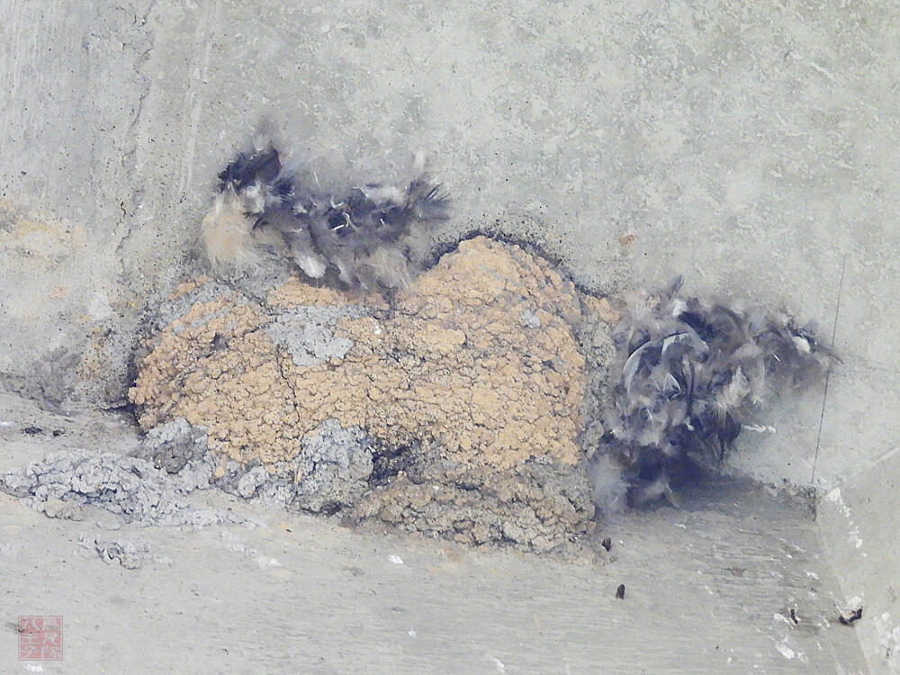 ヒメアマツバメの巣　羽村市　2023/09/30　入口周りに羽毛が付いているのが特徴