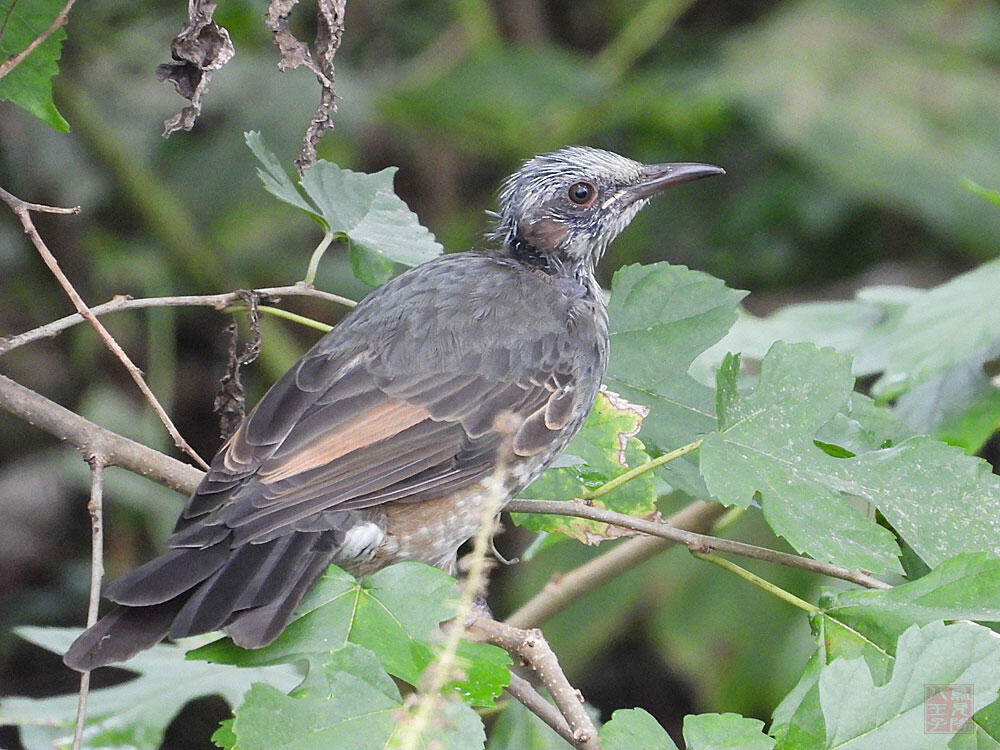 ヒヨドリ　若鳥　羽村市　2023/09/30　成鳥の羽に換羽中