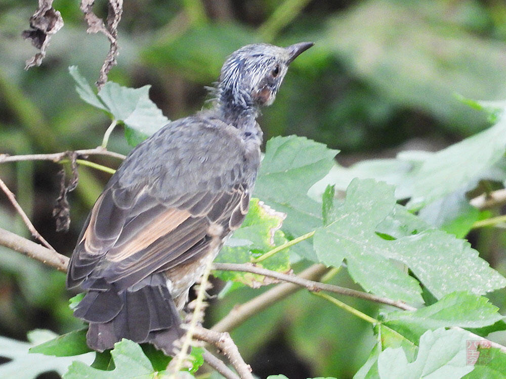 ヒヨドリ　若鳥　羽村市　2023/09/30　成鳥の羽に換羽中