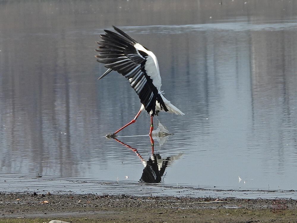 コウノトリ♂　館林市　2023/12/16  ◆J0329/2020年5月30日小山市生まれの個体