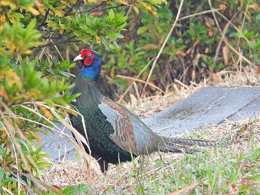 キジ♂　館林市　2023/12/16 