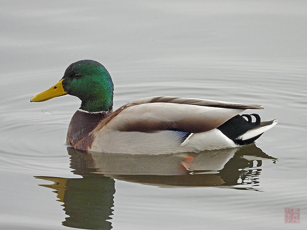 マガモ♂　館林市　2023/12/16