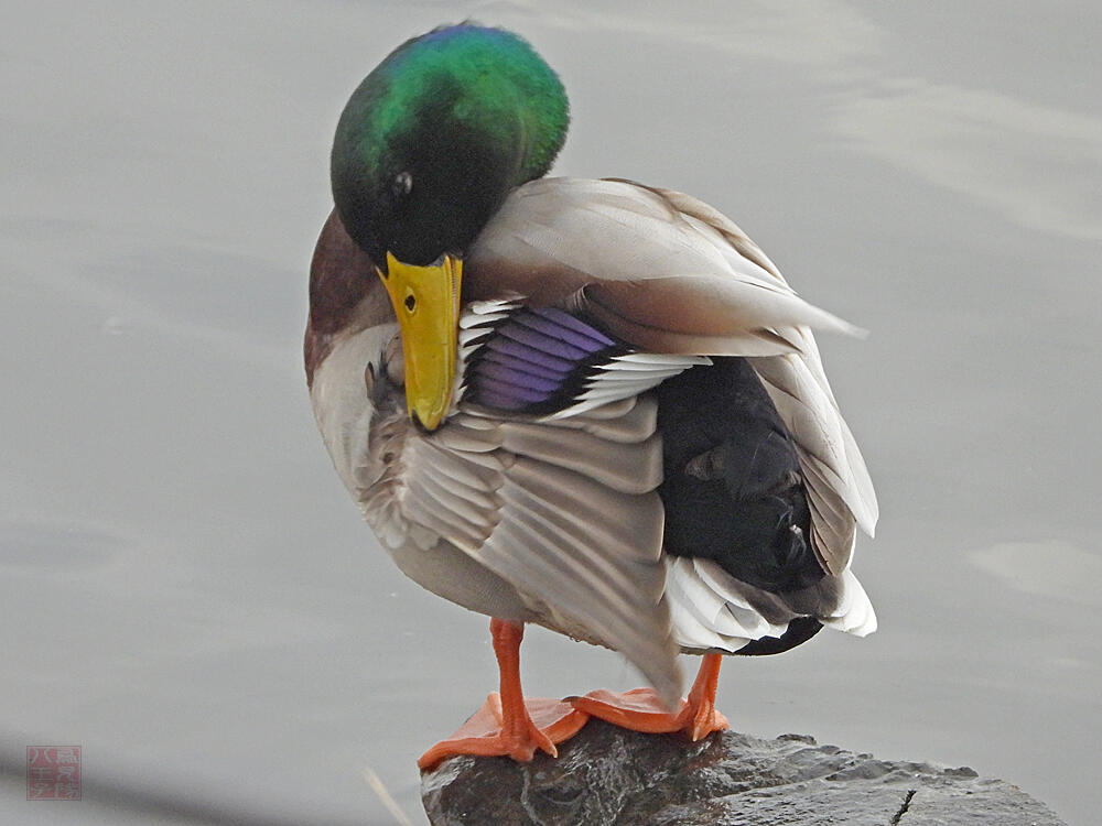 マガモ♂　館林市　2023/12/16