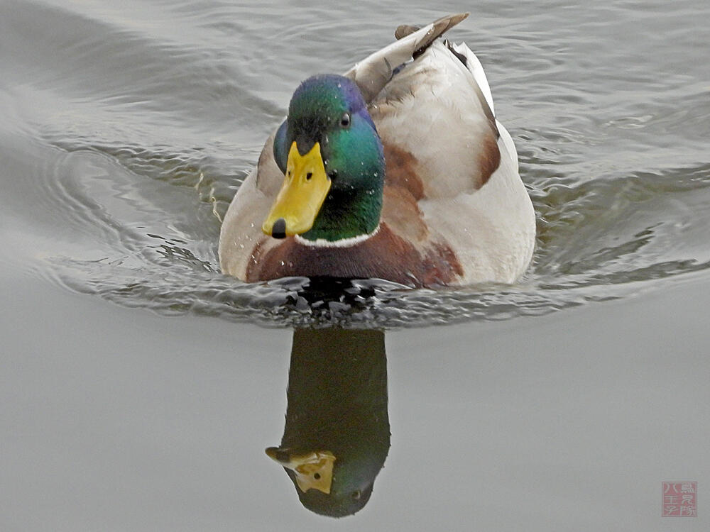 マガモ♂　館林市　2023/12/16