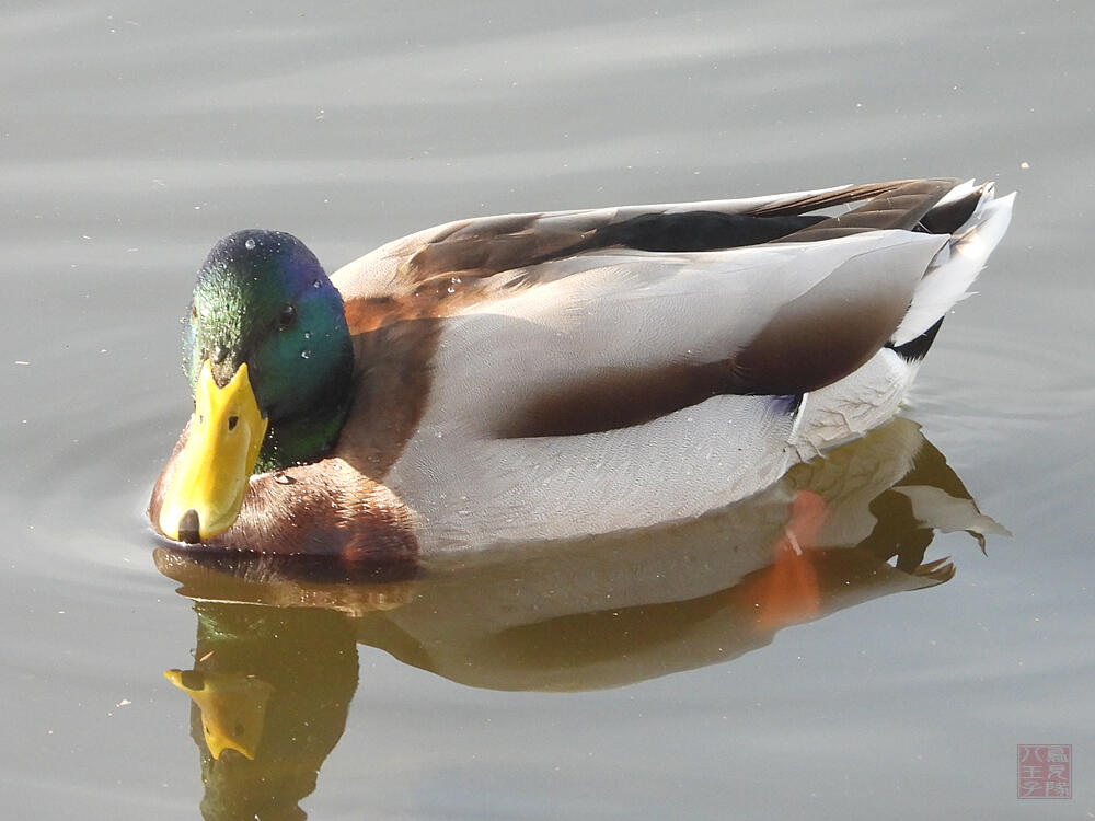 マガモ♂　館林市　2023/12/16