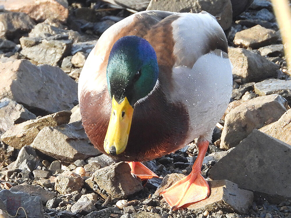 マガモ♂　館林市　2023/12/16