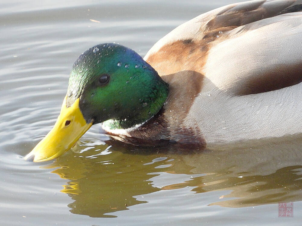 マガモ♂　館林市　2023/12/16