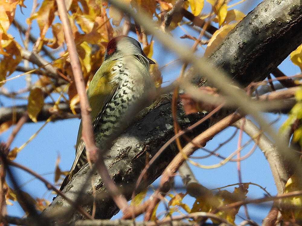 アオゲラ♂　館林市　2023/12/16　