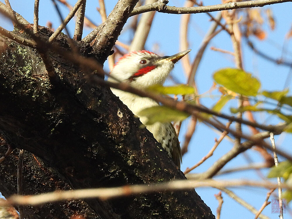 アオゲラ♂　館林市　2023/12/16　