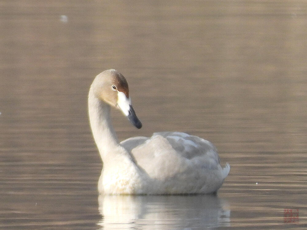 オオハクチョウ若鳥　館林市　2023/12/16