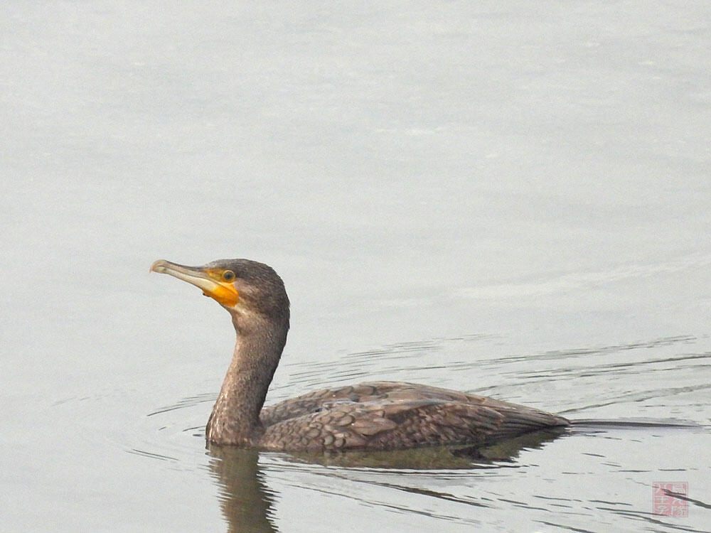 カワウ　若鳥　羽村市　2023/09/30