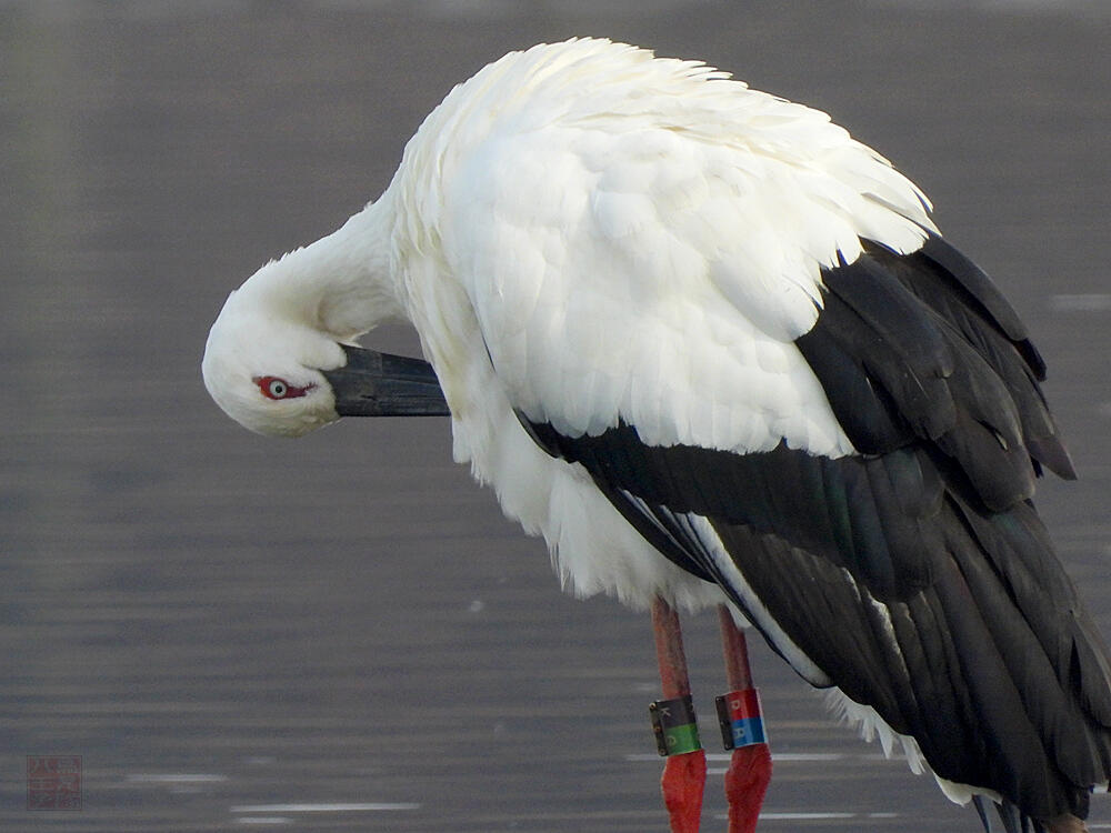 コウノトリ♂　館林市　2023/12/16  ◆J0329/2020年5月30日小山市生まれの個体