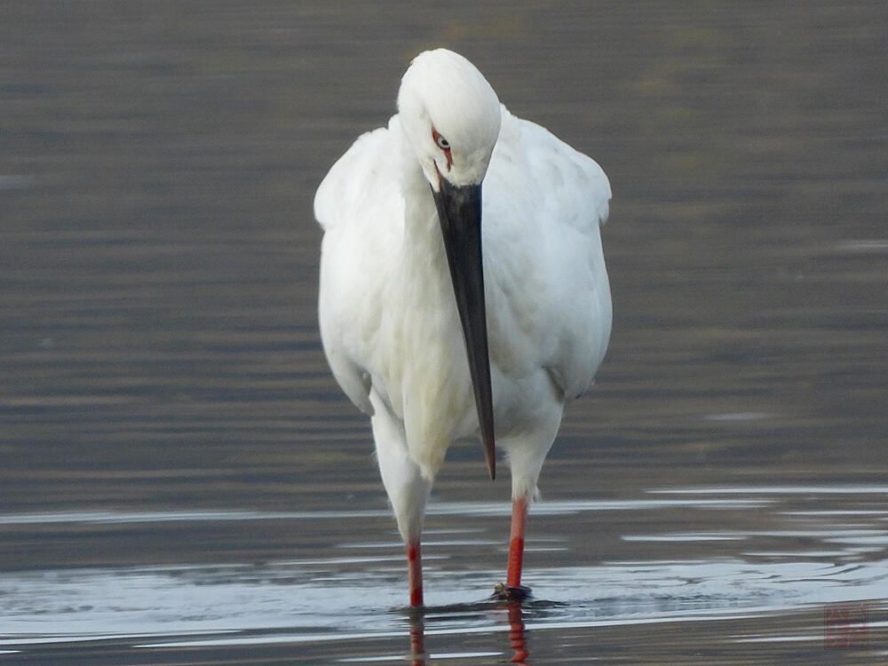 コウノトリ♂　館林市　2023/12/16  ◆J0329/2020年5月30日小山市生まれの個体