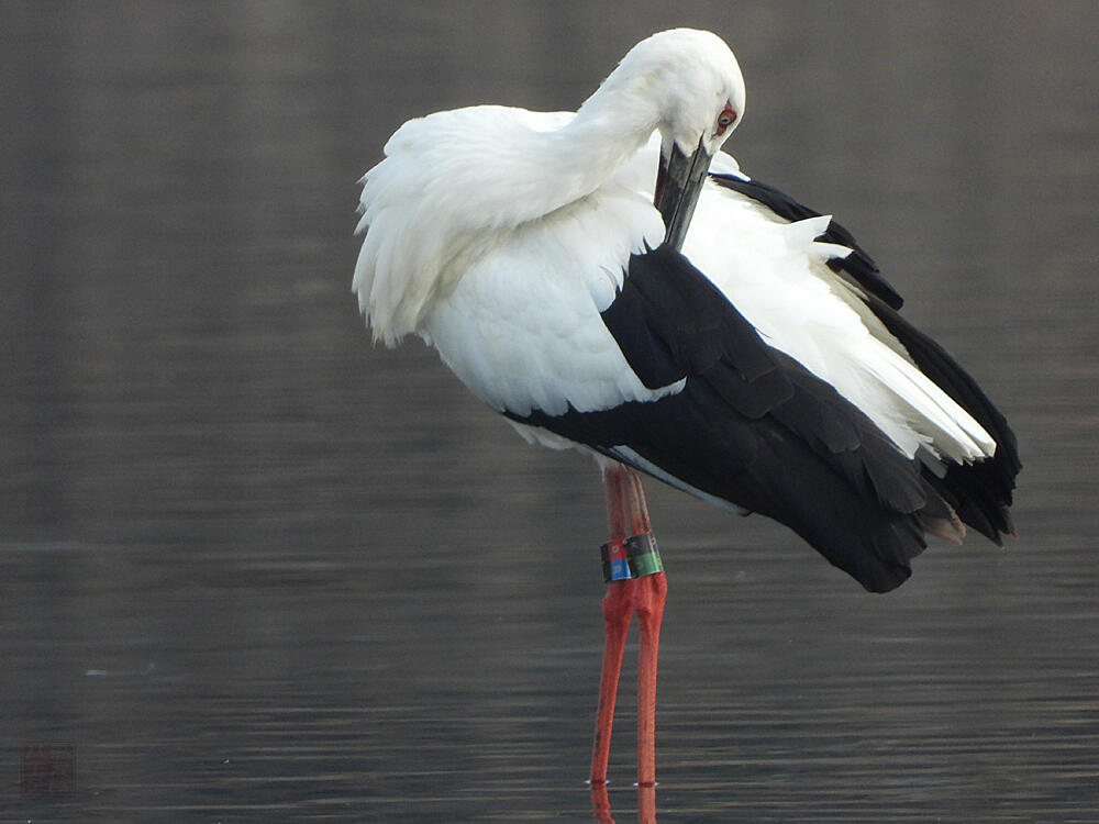 コウノトリ♂　館林市　2023/12/16  ◆J0329/2020年5月30日小山市生まれの個体