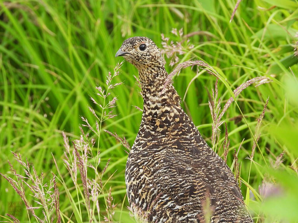 ライチョウ♀　立山室堂平　2023/08/05