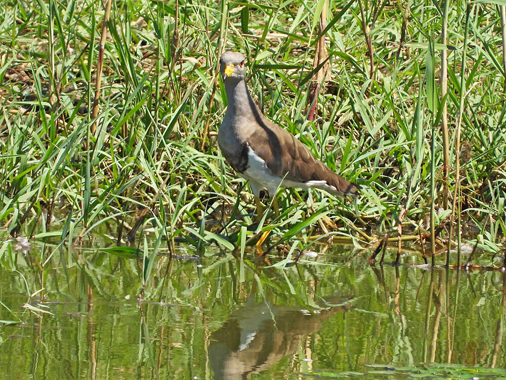 ケリ成鳥　富山海王丸BP　2023/08/06