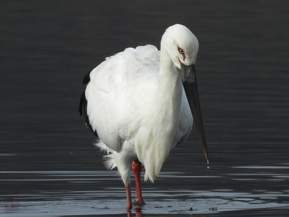 コウノトリ♂　館林市　2023/12/16  ◆J0329/2020年5月30日小山市生まれの個体