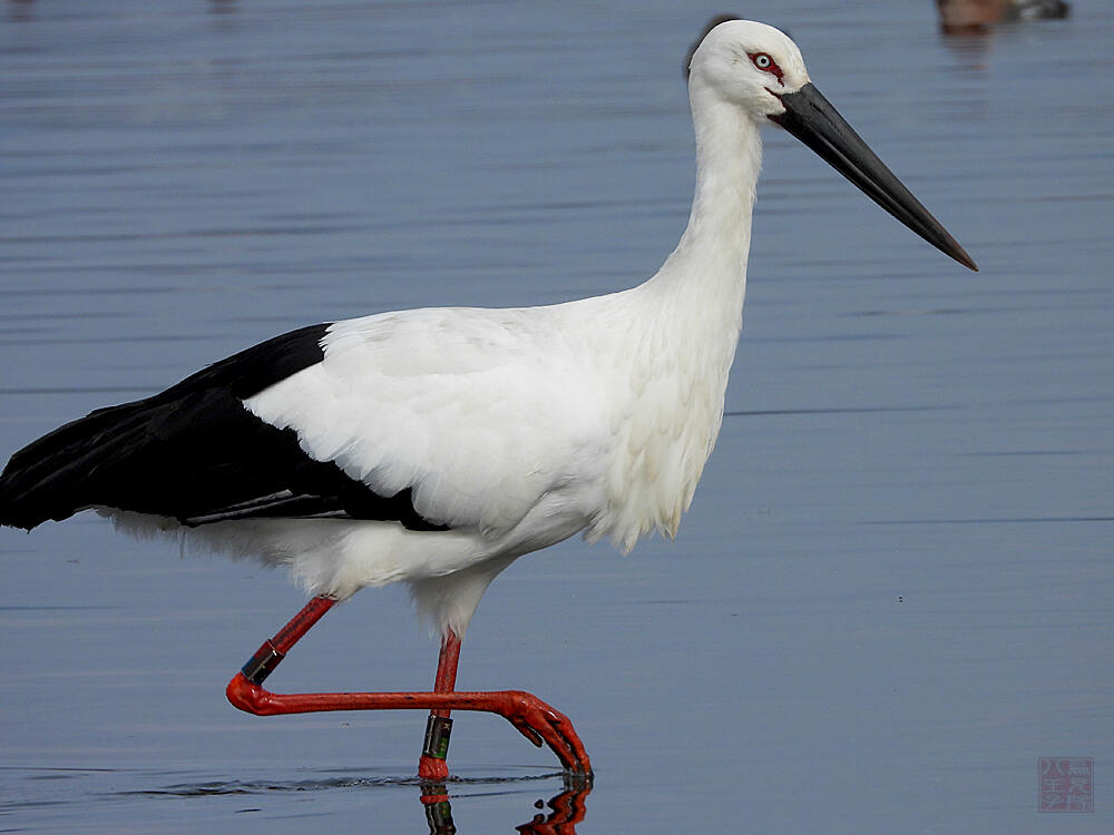 コウノトリ♂　館林市　2023/12/16  ◆J0329/2020年5月30日小山市生まれの個体