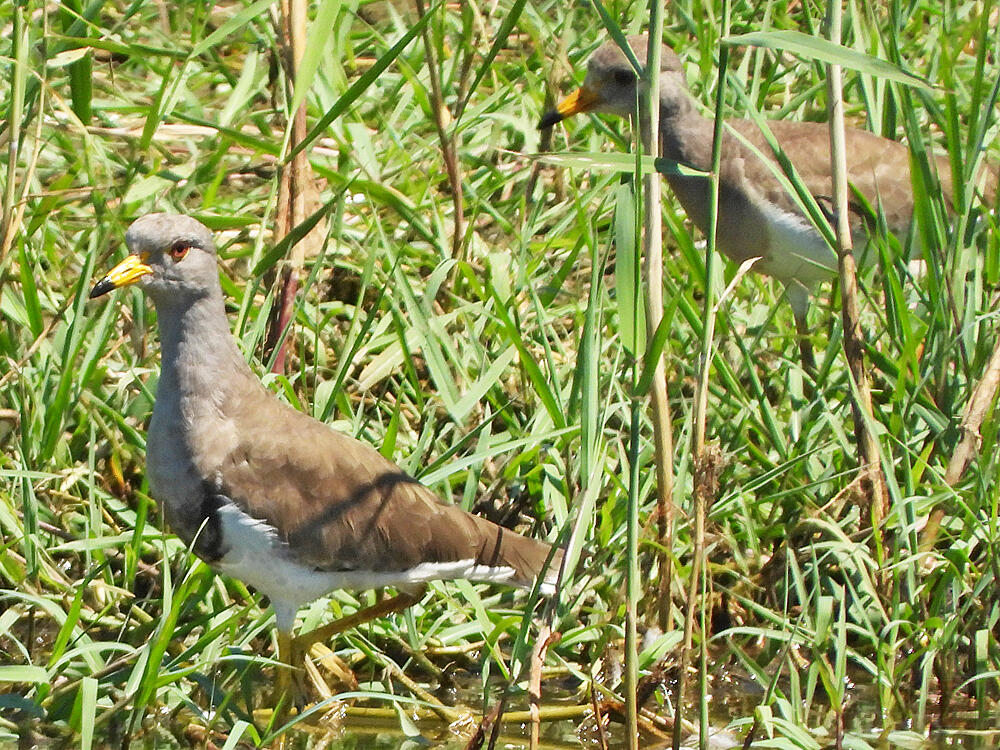 ケリ親子　左成鳥　右若鳥　富山海王丸BP　2023/08/06