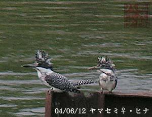ヤマセミ♀と幼鳥　あきる野市　20040612