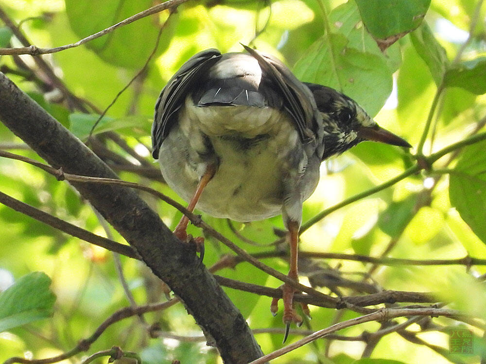 ムクドリ　東京湾野鳥公園　2023/09/17