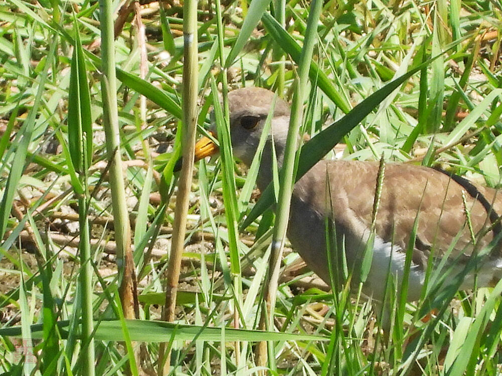 ケリ若鳥　富山海王丸BP　2023/08/06