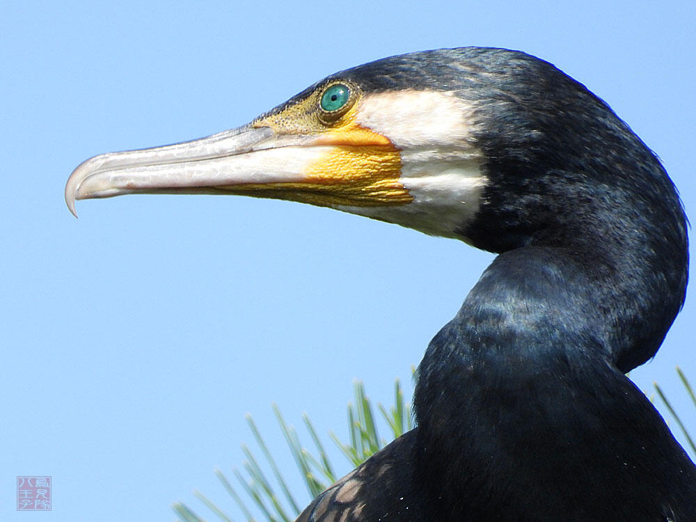 カワウ　東京湾野鳥公園　2023/09/17