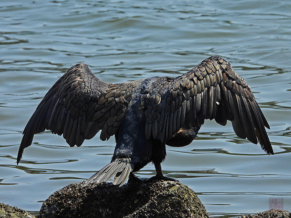 カワウ　東京湾野鳥公園　2023/09/17