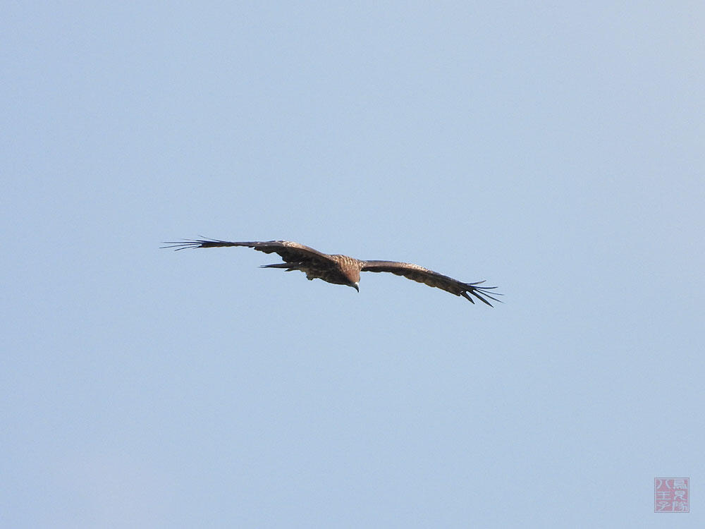 トビ　若鳥　東京湾野鳥公園　2023/09/17