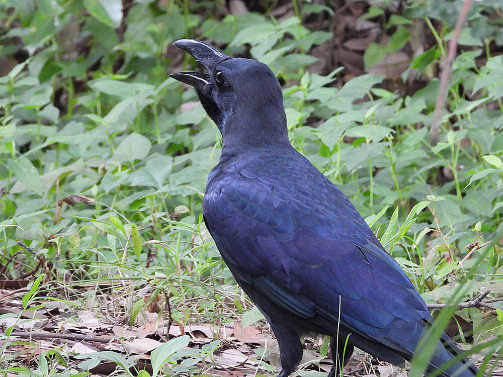 ハシブトガラス　東京湾野鳥公園　2023/09/17　ドングリをのど袋にため込んでいた。