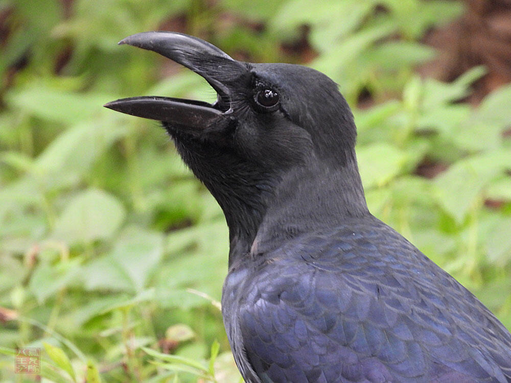 ハシブトガラス　東京湾野鳥公園　2023/09/17　ドングリをのど袋にため込んでいた。