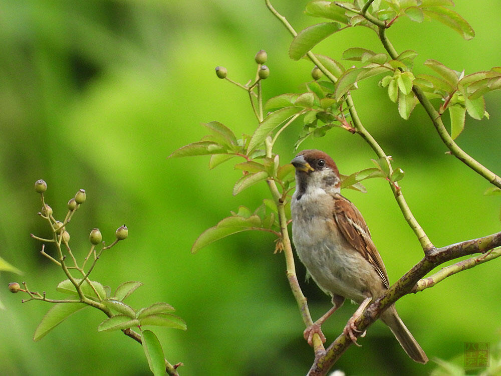 スズメ　若鳥　東京湾野鳥公園　2023/09/17