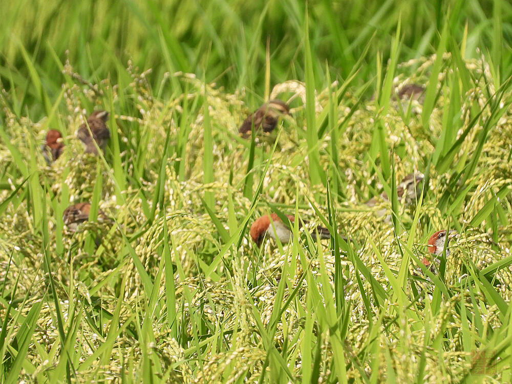 ニュウナイスズメ群れ　立山　2023/08/05　熟した稲を食べていた。