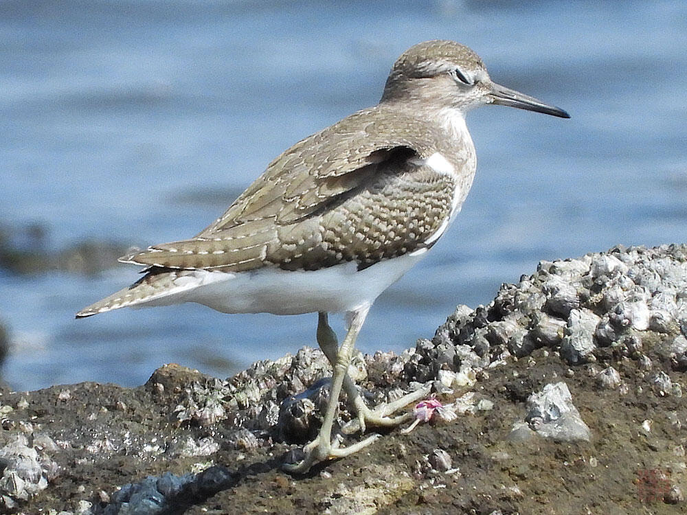 イソシギ　東京湾野鳥公園　2023/09/17