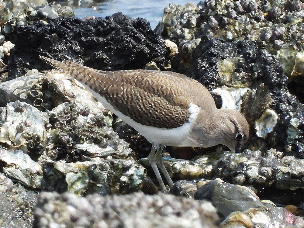 イソシギ　東京湾野鳥公園　2023/09/17