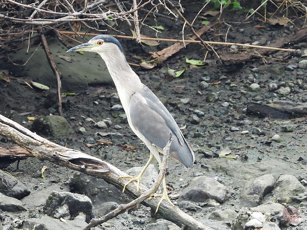 ゴイサギ　東京湾野鳥公園　2023/09/17