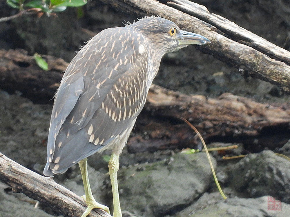 ゴイサギ　東京湾野鳥公園　2023/09/17