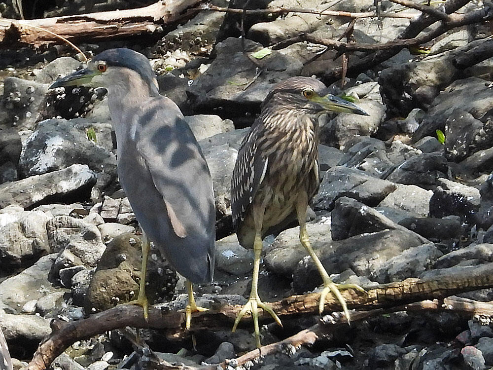 ゴイサギ　東京湾野鳥公園　2023/09/17