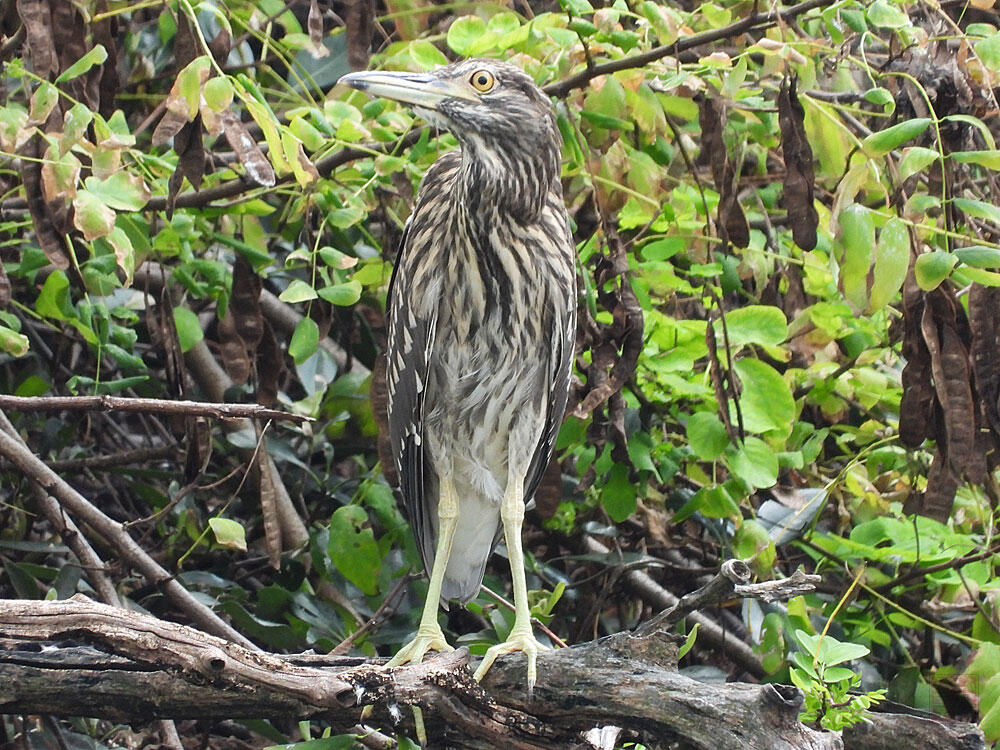 ゴイサギ　東京湾野鳥公園　2023/09/17