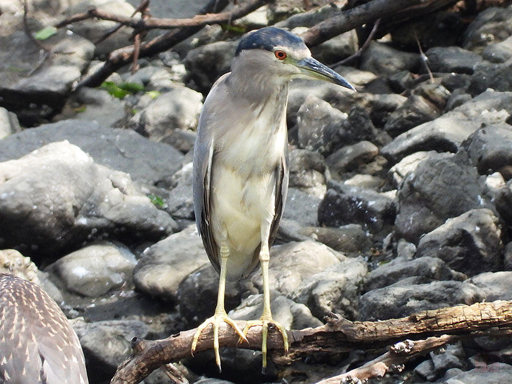 ゴイサギ　東京湾野鳥公園　2023/09/17