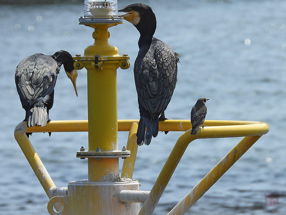 イソヒヨドリ　♀　東京湾野鳥公園　2023/09/17　カワウを気にしない。