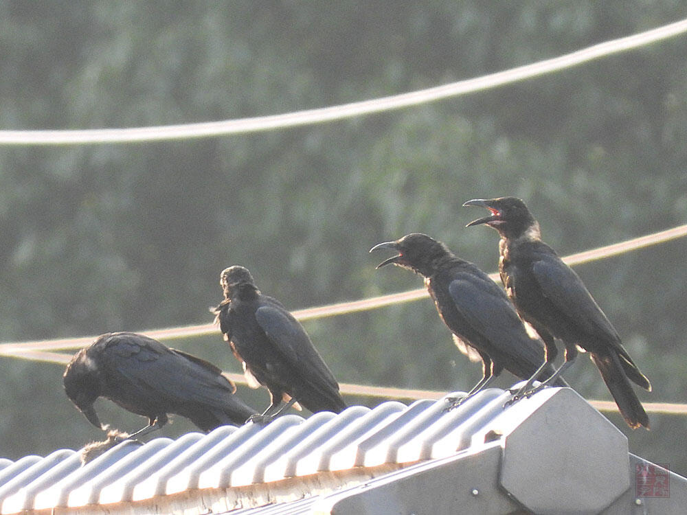 ハシボソガラス　八王子市　2023/09/16　親鳥が鼠の毛をむしっている。骨や尻尾は食べず道に捨てていた。